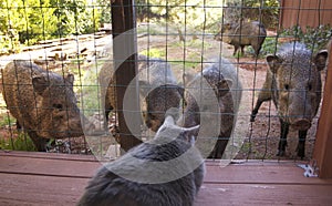 Cat watches wild animals( javalinas)