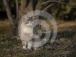 Cat with watchful eyes