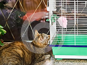 Cat watching bird in cage