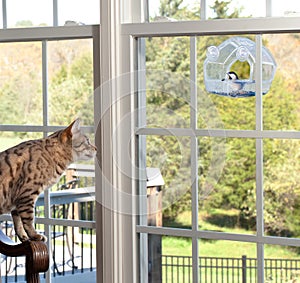 Cat watching bird on feeder