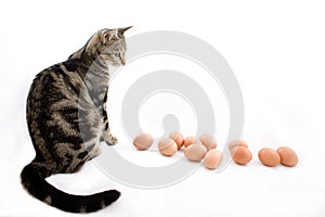Cat watching eggs photo