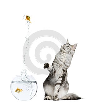 Cat watching goldfish leaping out of goldfish bowl