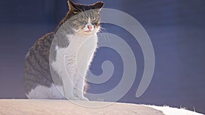 Cat watching before hunting mice in agricultural fields