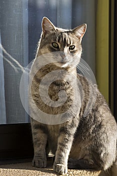 Cat watching with its big green eyes