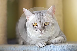 Cat watching from its cote