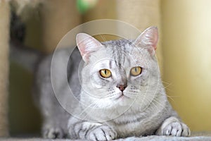 Cat watching from its cote