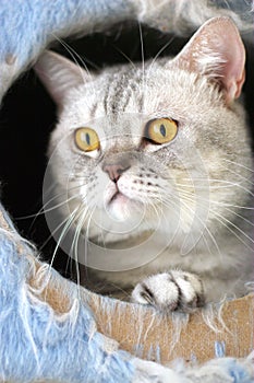 Cat watching from its cote