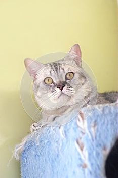 Cat watching from its cote