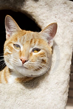 Cat watching from its cote