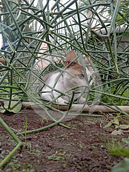 Keep an eye on the prey