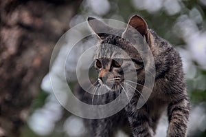 A cat is watching its prey