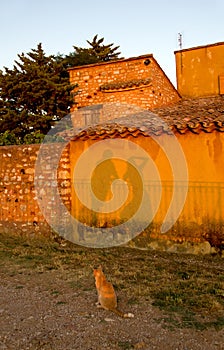 Cat watching peoples shadows on a wall.