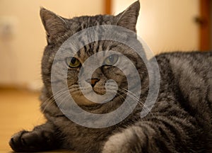 Cat watching something in camera