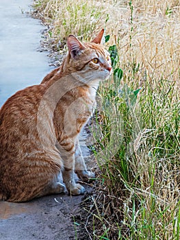 cat watching something off camera