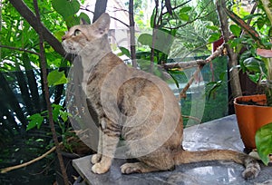 Cat watching and staring at the bird on tree branch