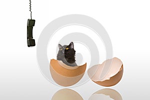 Cat Watching Telephone