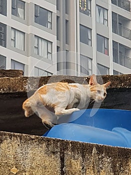 Cat on water container on the rooftop, D4 HCMC  Vietnam