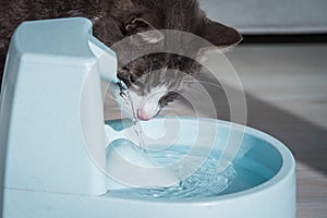 Cat with water dispenser. Cat water fountain. Pet thirst. Dehydration in a cat