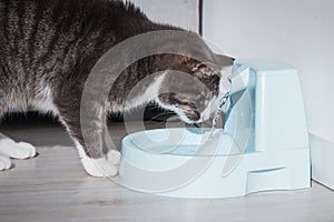 Cat with water dispenser. Cat water fountain. Pet thirst. Dehydration in a cat