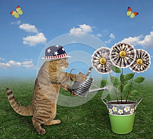 Cat watering money flowers in pail