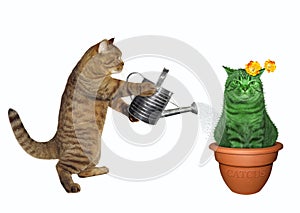 Cat watering unusual cactus