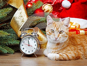 Cat wating for christmas time