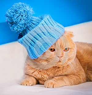 Cat wearing a cap with pompom