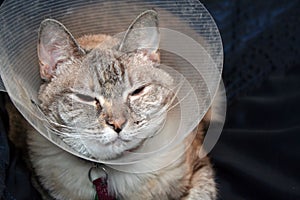 Cat Wearing Cone Collar