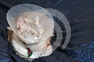 Cat Wearing Cone Collar