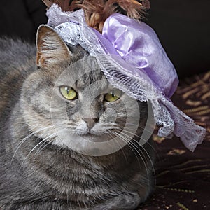 Cat wearing felt hat with feather