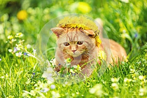 The cat is wearing a flowers wreath