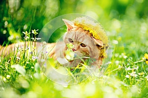 The cat is wearing a flowers wreath