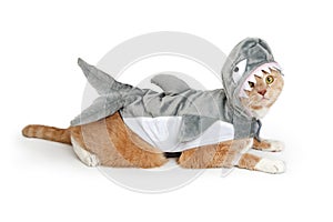 Cat Wearing Funny Shark Halloween Costume