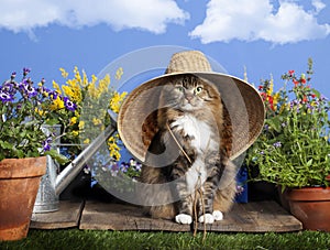 Cat Wearing Gardening Hat