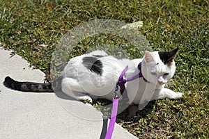 Cat Wearing a Harness