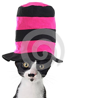 Gato agotador un sombrero 