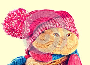 Cat wearing a hat and a scarf.