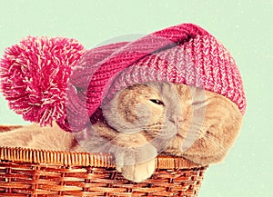 Cat wearing knitted hat