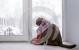 A cat wearing in a knitted scarf sits on the windowsill and looks through the window on a snowy winter day