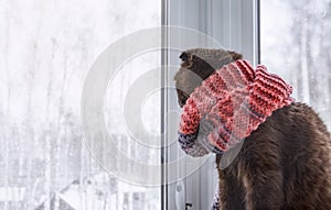 A cat wearing in a knitted scarf sits on the windowsill and looks through the window on a snowy winter day