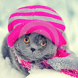 Cat wearing knitting hat and scarf