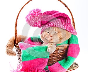 Cat wearing a pink knitting hat with pompom and a scarf