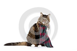 Cat Wearing Plaid Scarf