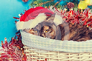 Cat wearing Santa hat in a basket