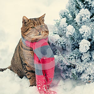 Cat wearing scarf sitting near a tree