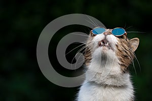 Cat wearing sunglasses looking up in the sky