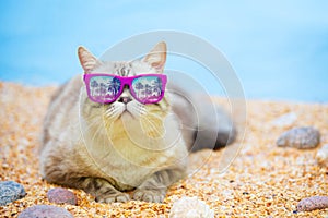 Cat relaxing on the beach
