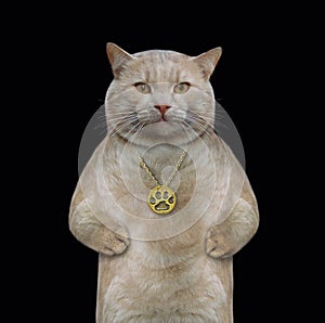 Cat wears a gold locket