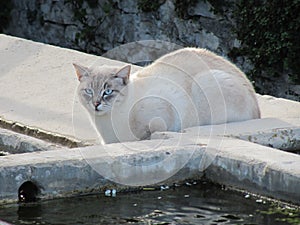 a cat at a well in prada