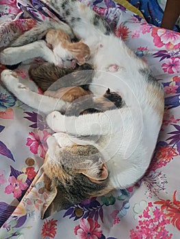 A cat which gave birth to kitten